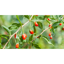 Baie de goji LYCIUM BARBARUM