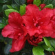 AZALEA JAPONICA