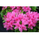 AZALEA JAPONICA