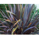 PHORMIUM TENAX 'Purpureum'