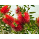 CALLISTEMON LAEVIS