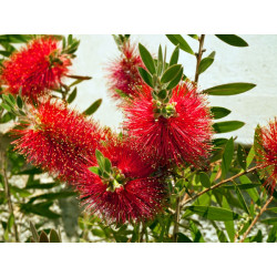 CALLISTEMON LAEVIS