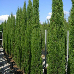 CUPRESSUS SEMPERVIRENS