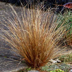 CAREX BUCHANANII