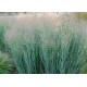 PANICUM 'Heavy Metal'