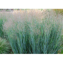 PANICUM 'Heavy Metal'