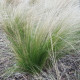 STIPA 'Pony Tails'