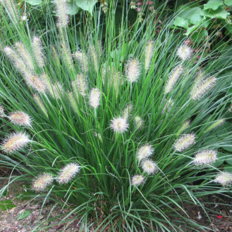 PENNISETUM