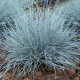 FESTUCA 'Elijah Blue'