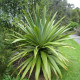 CORDYLINE INDIVISA