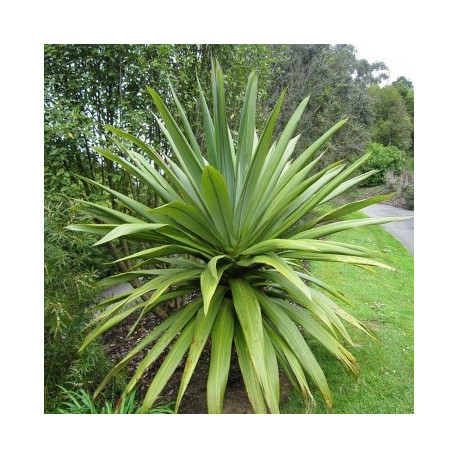 CORDYLINE INDIVISA