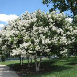 LAGERSTROEMIA