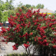 LAGERSTROEMIA