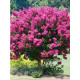 LAGERSTROEMIA