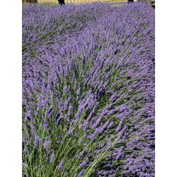 LAVANDULA 'GROSSO'