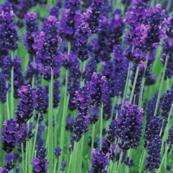 LAVANDULA 'HIDCOTE'