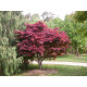 ACER PALMATUM 'Atropurpureum'