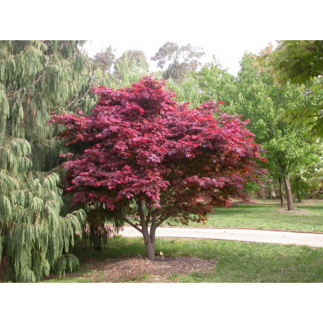 ACER PALMATUM 'Atropurpureum'