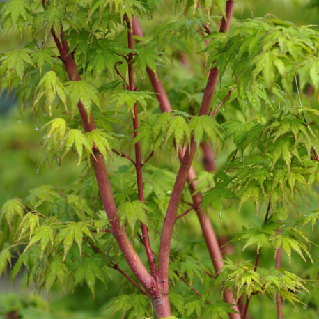 ACER PALMATUM