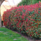 PHOTINIA 'Red Robin'