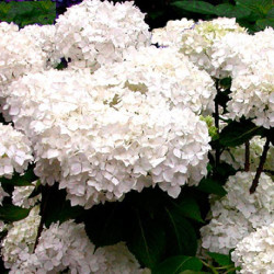 HYDRANGEA MACROPHYLLA