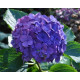 HYDRANGEA MACROPHYLLA