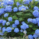 HYDRANGEA MACROPHYLLA