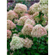 HYDRANGEA PANICULATA