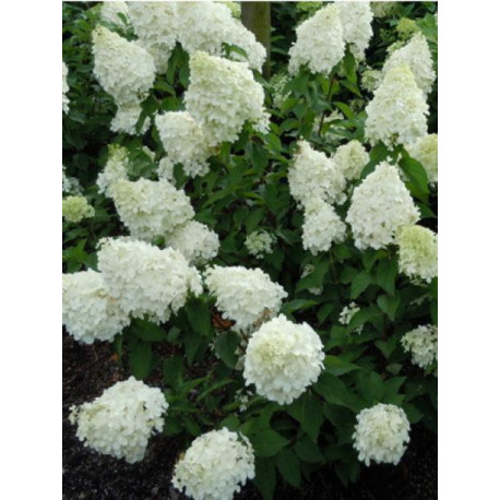 HYDRANGEA PANICULATA