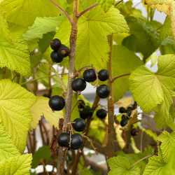 Cassis Géant de Boskoop RIBES NIGRUM