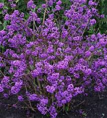 callicarpa