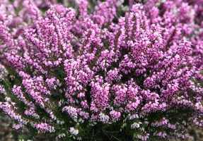 erica carnea