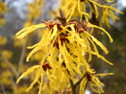 hamamelis mollis