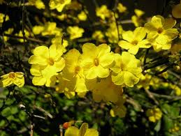 jasmin nudiflorum