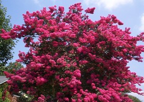 lagerstroemia