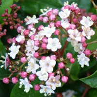 viburnum tinus