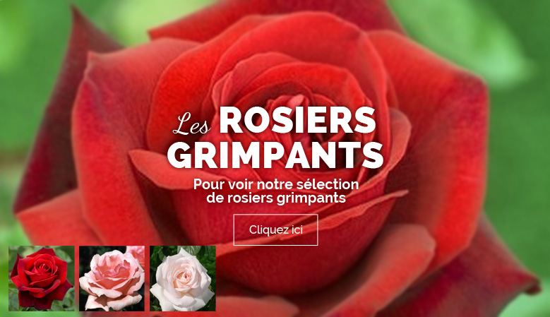 rosiers grimpants