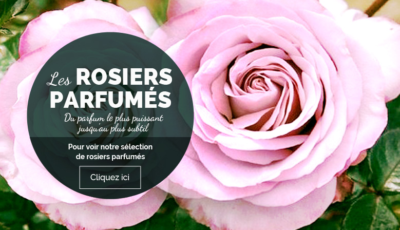 rosiers parfumes