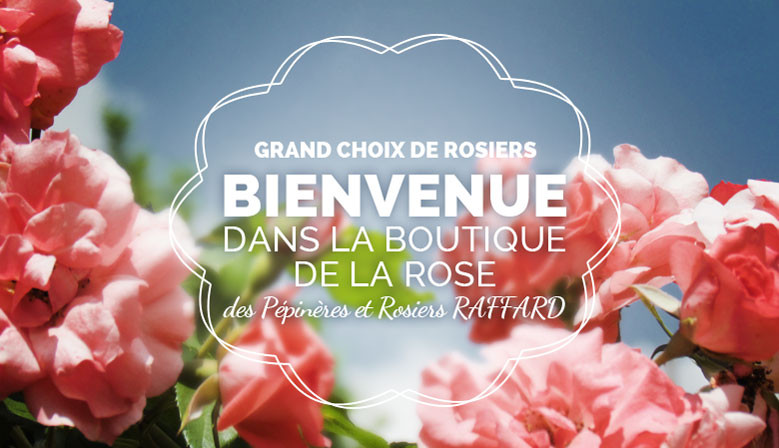 grand choix de rosiers